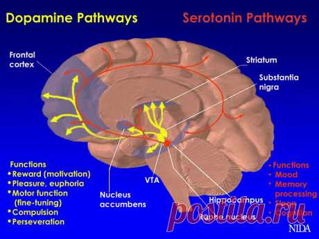 Dopamine, Serotonin, and How We Become Addicts