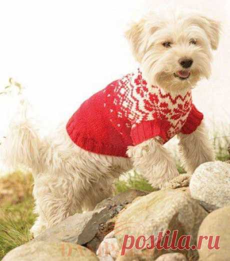 Пальто для собак «Nordic Paws» | DAMские PALьчики. ru