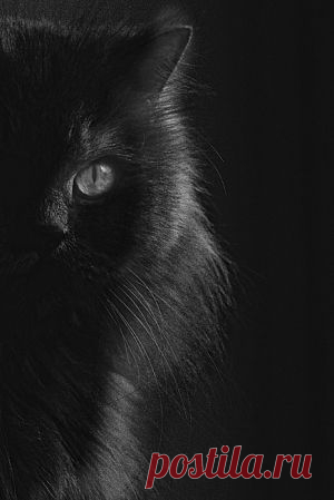 black cat | We Heart It