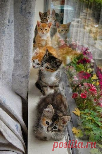 Google+