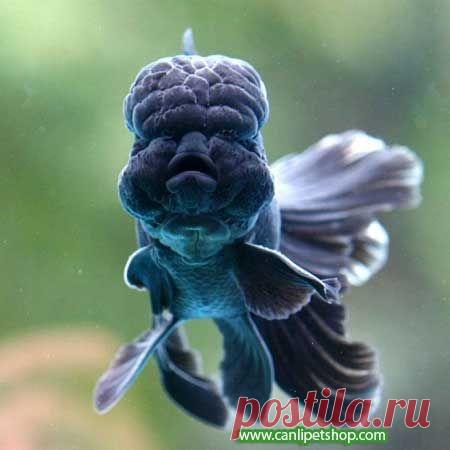 оранда чёрная