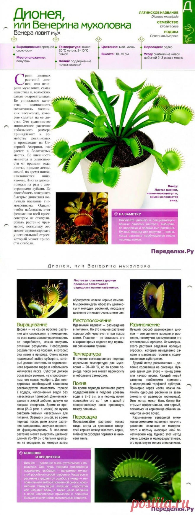Дионея или Венерина мухоловка * Переделки.РуПеределки.Ру
