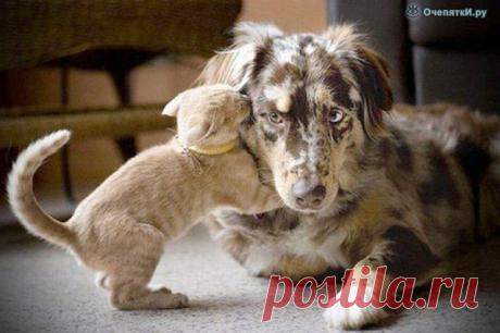 Дружба кошек и собак смешные картинки, «Дружба кошек и собак» 16 фото приколов