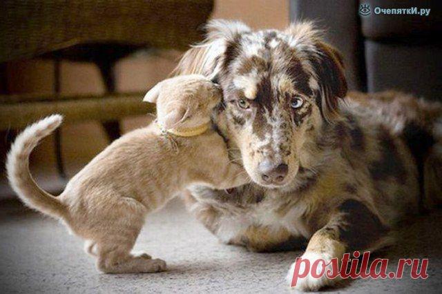 Дружба кошек и собак смешные картинки, «Дружба кошек и собак» 16 фото приколов