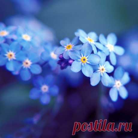 volnaudachi: Цветы. Красивые фотографии