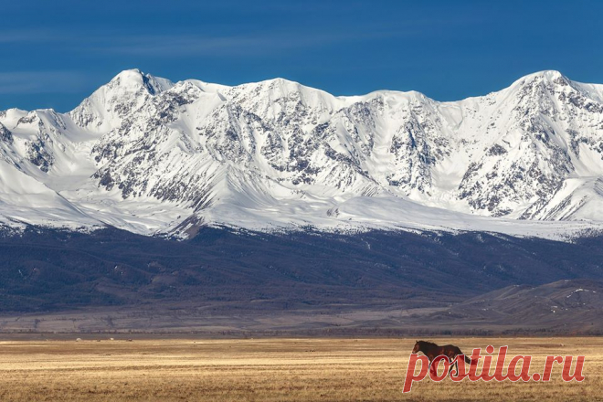На просторах Курайской степи, Алтай. Автор фото —  © Дмитрий Купрацевич: nat-geo.ru/photo/user/114930/|   National Geographic Россия