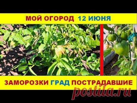 Заморозки. Пострадавшие. Планирую подкормку томатов