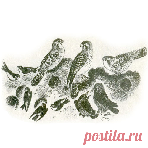 КРАСНАЯ ГОРКА