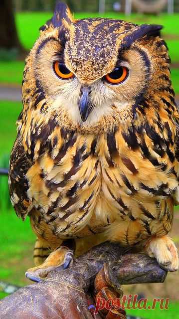 beautiful owl!  flickr от irishcamera26  |  Pinterest: инструмент для поиска и хранения интересных идей