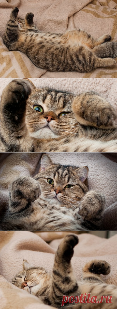 Тяжелый рабочий день кота