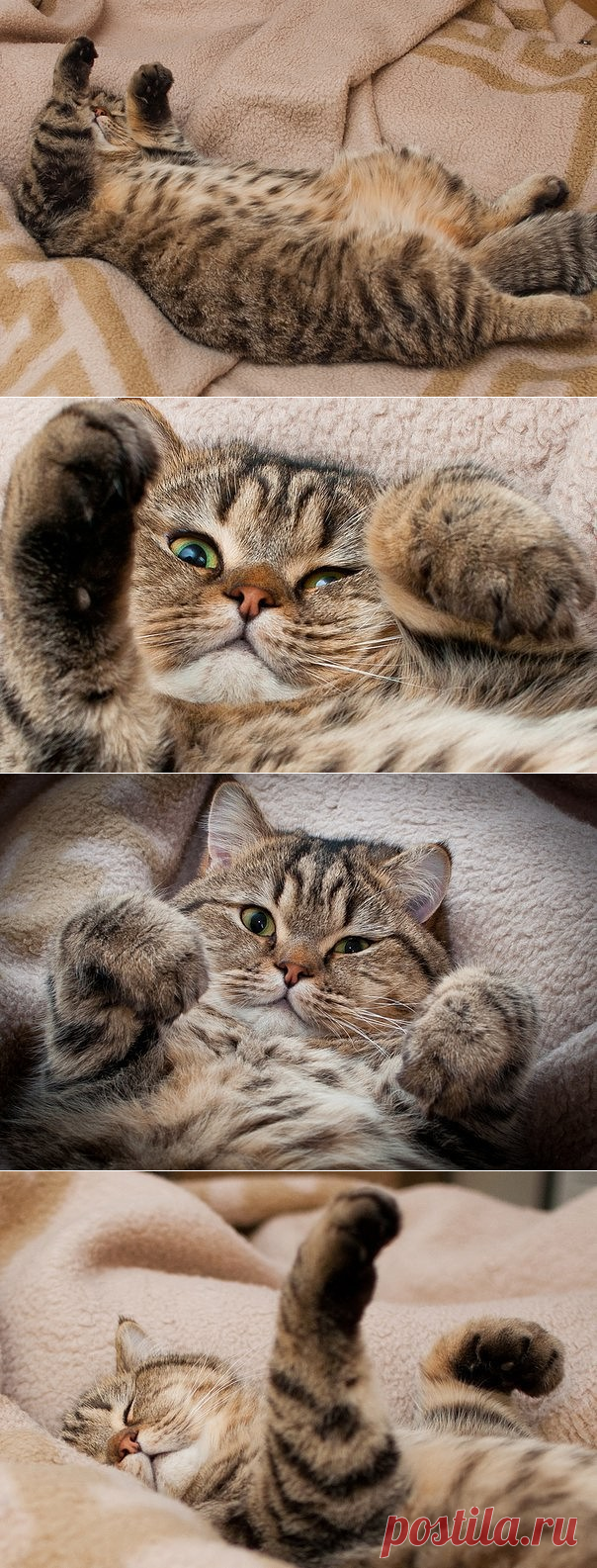 Тяжелый рабочий день кота