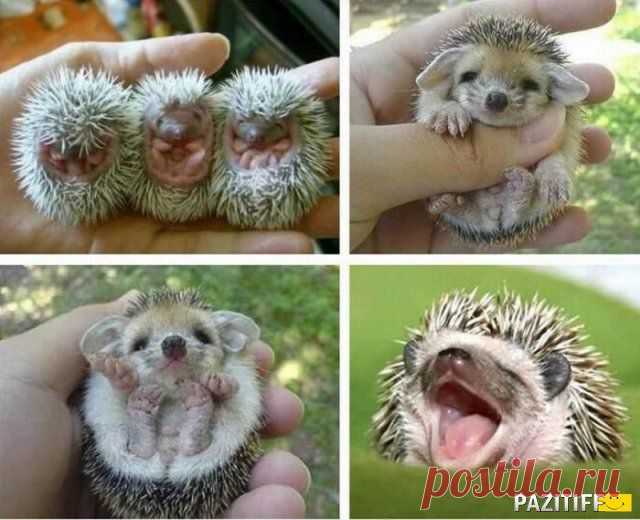 Ассорти Ёжики