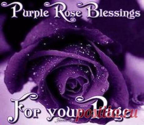 purple rose blessings for your page
