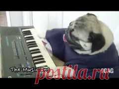 (+1) тема - Животные, которые ведут себя как люди | ВИДЕОСМАК