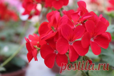 Домашние цветы в народной медицине