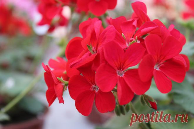 Домашние цветы в народной медицине