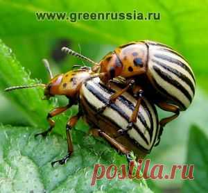 Рецепты нехимических средств борьбы с вредителями и болезнями