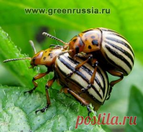 Рецепты нехимических средств борьбы с вредителями и болезнями