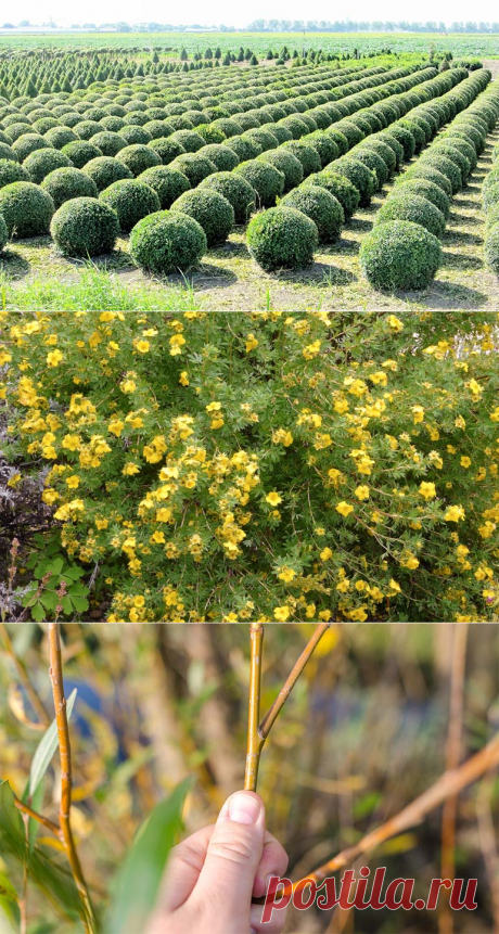 Обрезка кустарников: необходимая часть ухода за растениями