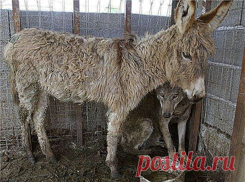 ЖАЛОСТЬ