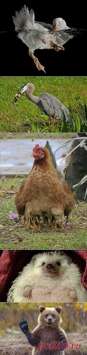 Без фотошопа