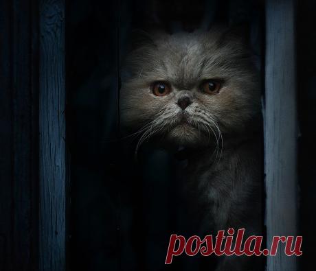 35PHOTO - Наборщиков Иван -Котяра.