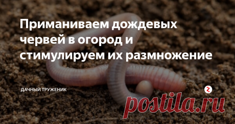 Приманиваем дождевых червей в огород и стимулируем их размножение О пользе дождевых червей знает каждый садовод и огородник. Поэтому, я не буду повторяться и сразу перейду к делу.
В этой статье я расскажу о том, как привлечь подземных тружеников на свой участок и простимулировать их размножение.