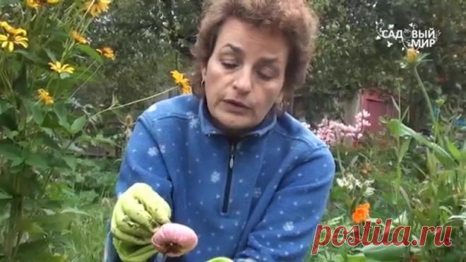 Идеи для сада | дача | ландшафт| огород | ВКонтакте