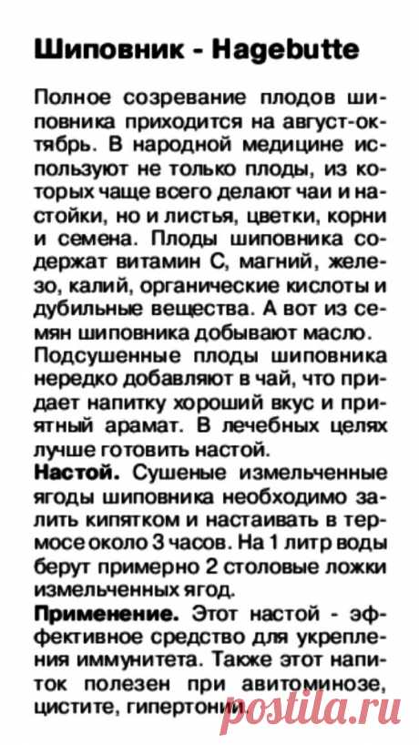 Шиповник