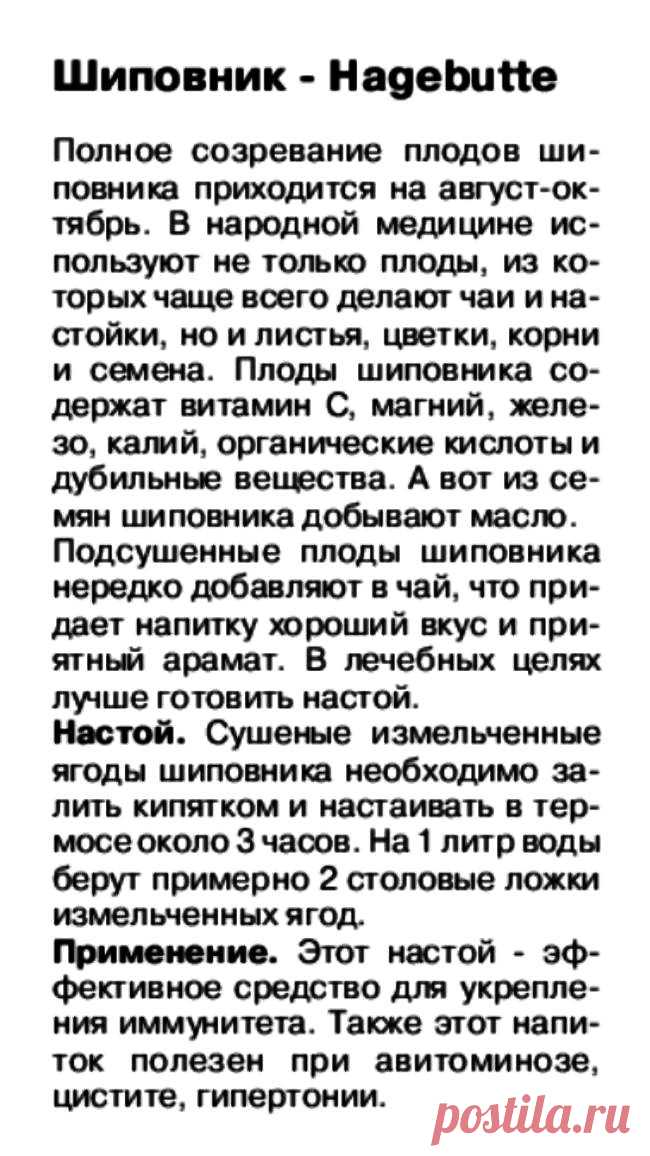 Шиповник