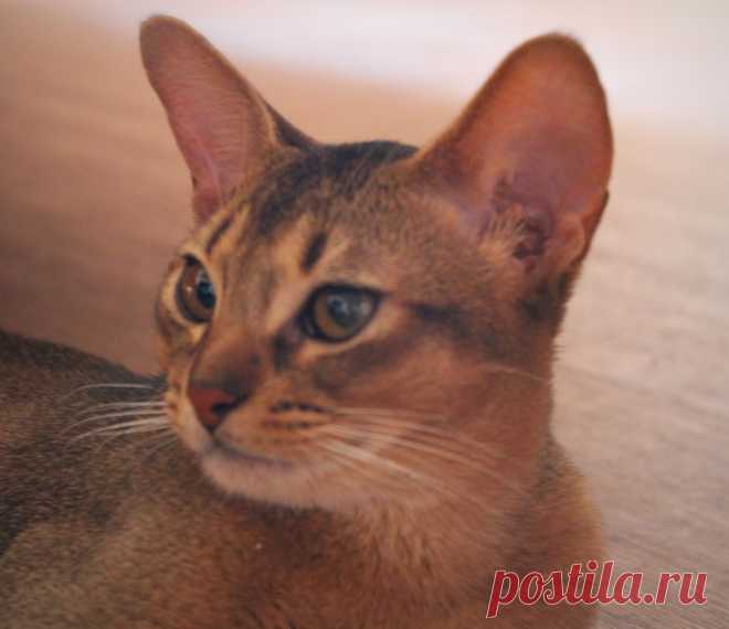 абиссинский котик