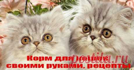 Корм для кошек своими руками, рецепты | Зоополяна