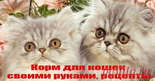 Корм для кошек своими руками, рецепты | Зоополяна