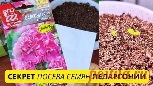 СЕКРЕТ посева семян ПЕЛАРГОНИИ🌺🌺🌺 | Klumba-plus | Дзен