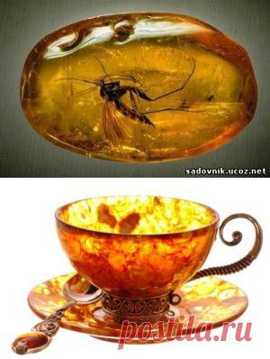 Стимулятор роста комнатных цветов - Удобрения Подкормка - Каталог статей - Садовник