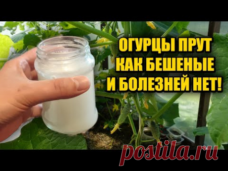 1 Литр под ОГУРЦЫ! Засыпят урожаем и желтеть не будут! Объясняю что внести чтобы куст огурцов попер!
