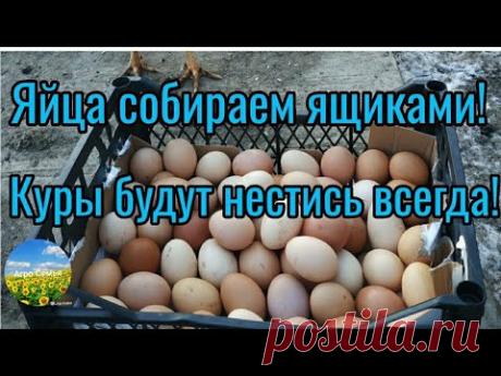 Добавьте четыре ингредиента,и ваши куры будут нестись всегда