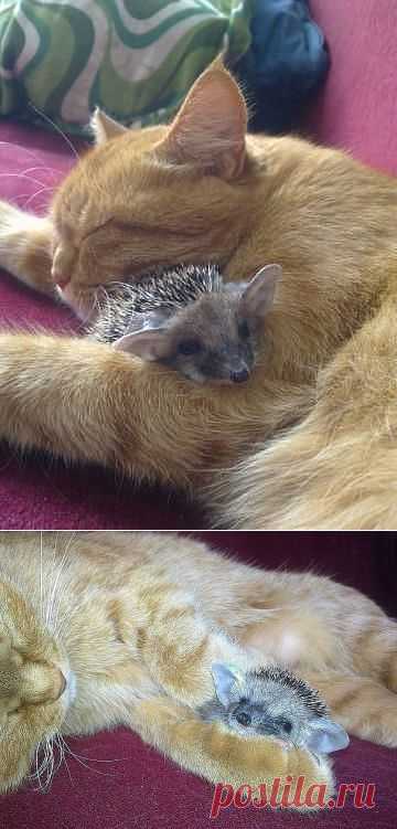 Кошка заботится о ежатах | Уши, лапы, хвост