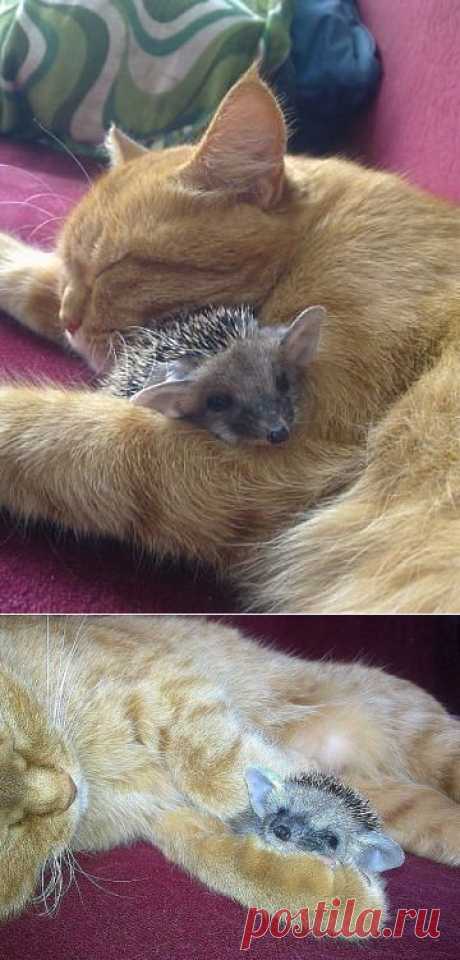 Кошка заботится о ежатах | Уши, лапы, хвост