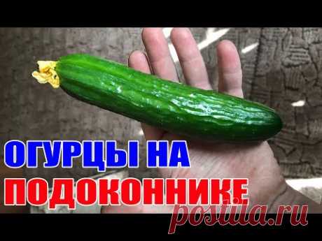 Мини-огород в доме ! Огурцы Мертус выращивание зимой - YouTube