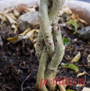 Формирование штамба комнатных растений сращиванием стеблей