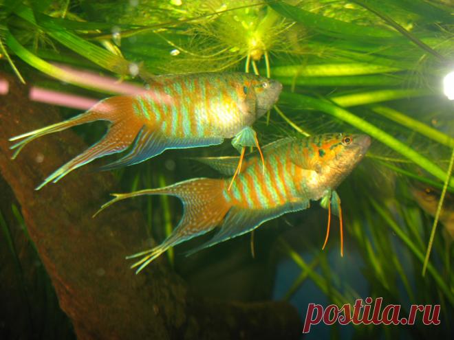 Классический макропод и его цветовые вариации