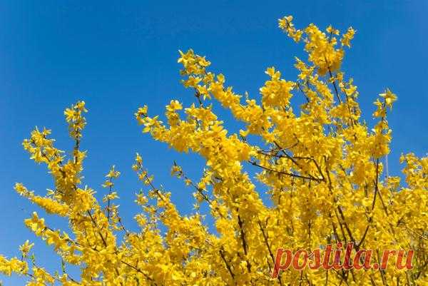 Декоративные кустарники для дачи: 9 самых популярных кустарников