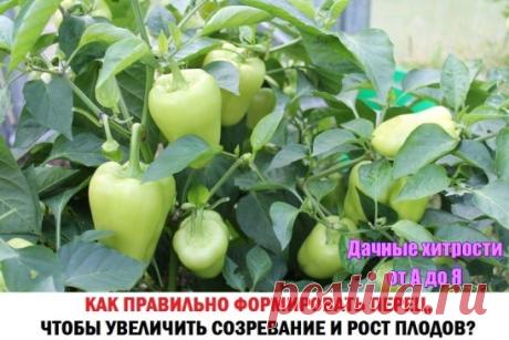 (1) Одноклассники