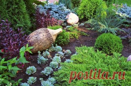 Колючие секреты - создаем на своем участке хвойный сад | Дачный участок