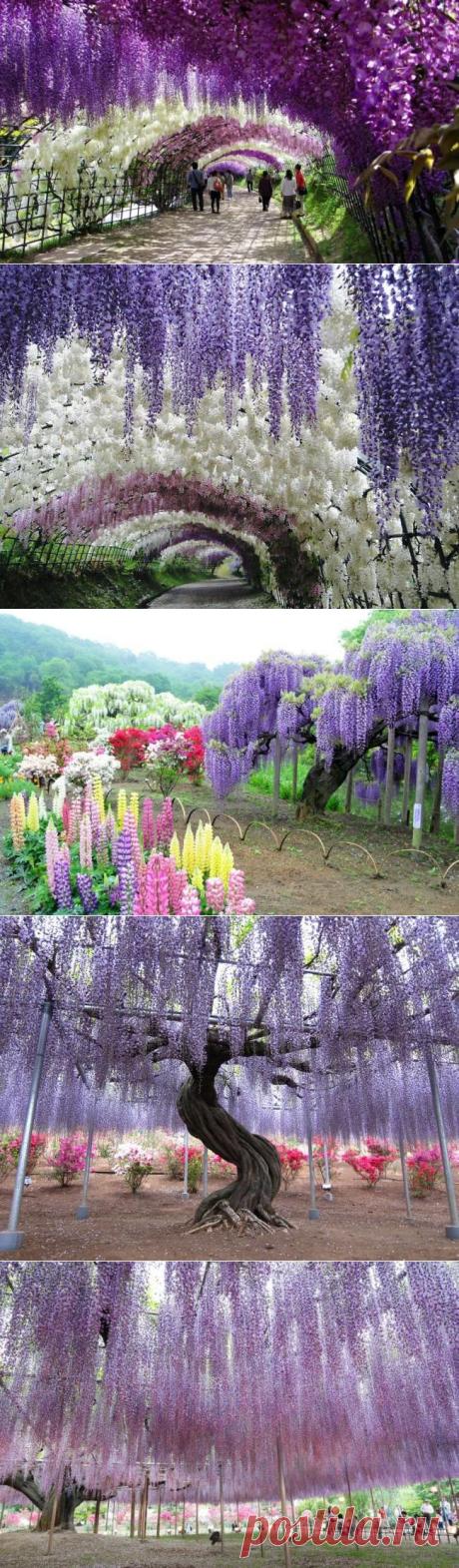 (+1) - Сад Кавати Фудзи и тоннель цветов в Японии | Улетные картинки