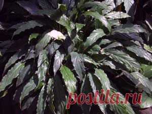 Spathiphyllum. Спатифиллум уход в домашних условиях, фото, виды - Флорист-Х