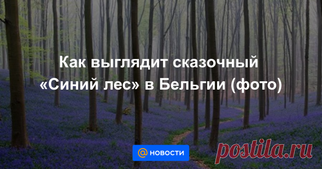 Как выглядит сказочный «Синий лес» в Бельгии (фото) Самый яркий лес в мире.