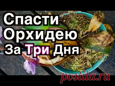 Как я реанимировала обезвоженную орхидею всего за три дня