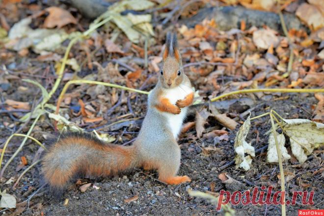 Фото: Белка. Фотограф Константин Анисимов. Фото животных - Фотосайт Расфокус.ру